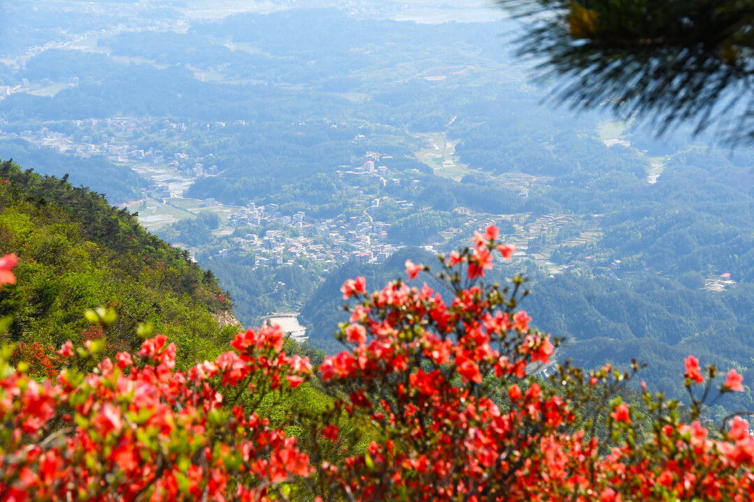 邵阳市新邵县十重大界杜鹃花红艳胜火迎八方游客打卡