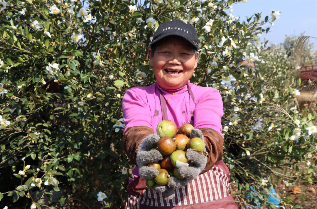 新邵7万余亩油茶迎来盛产期