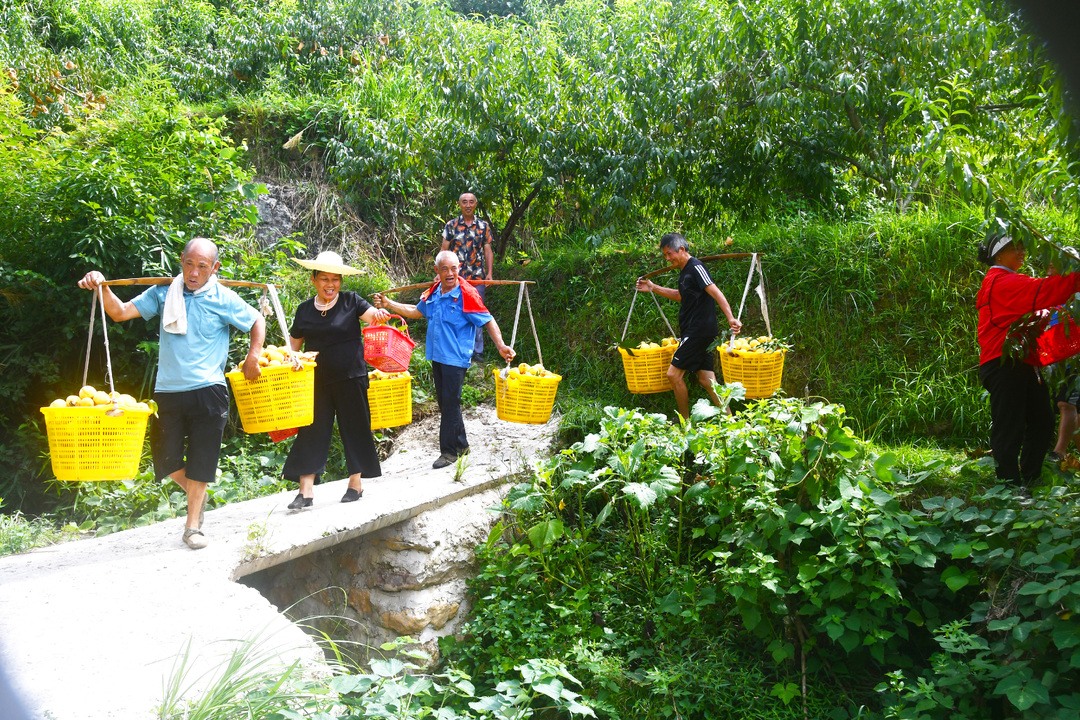 牛頭沖村黃桃基地正式開園