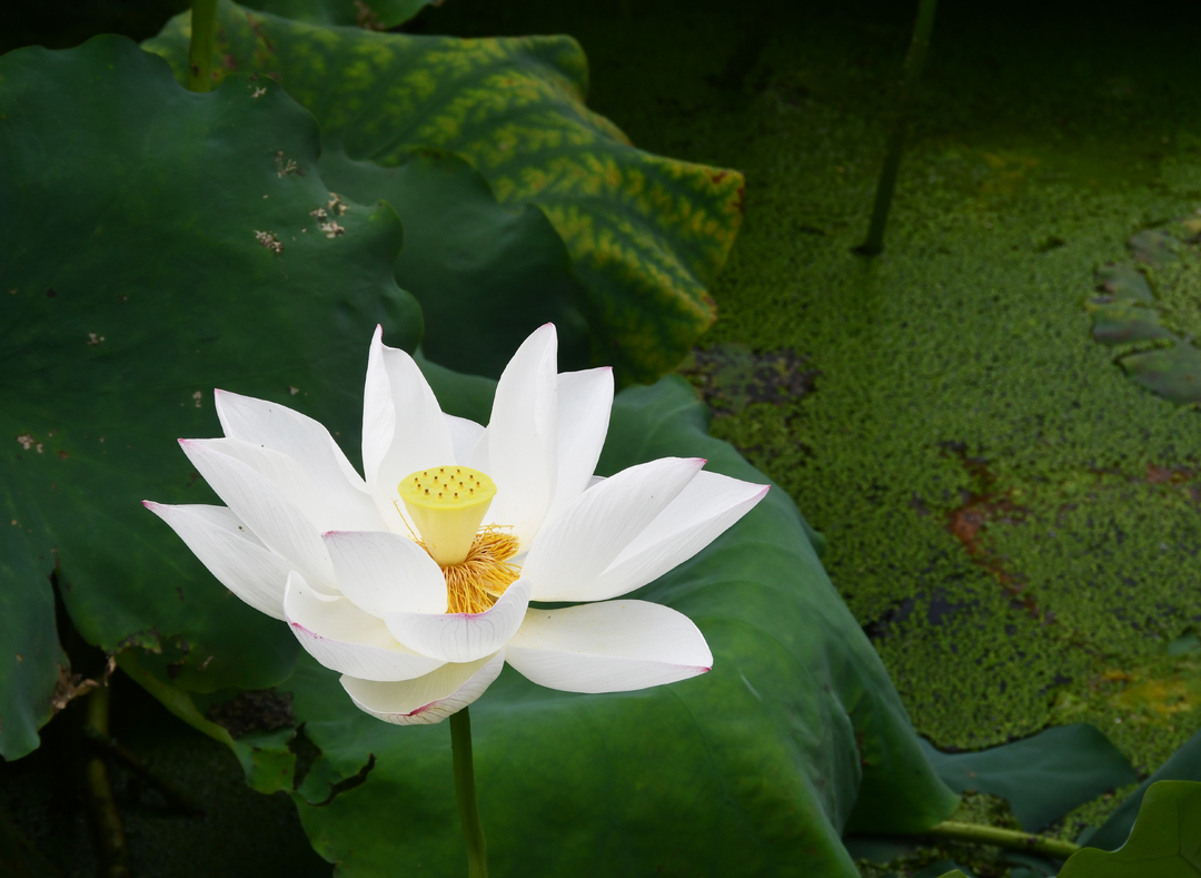 组图 | 新邵：“荷”你相约，醉美盛夏