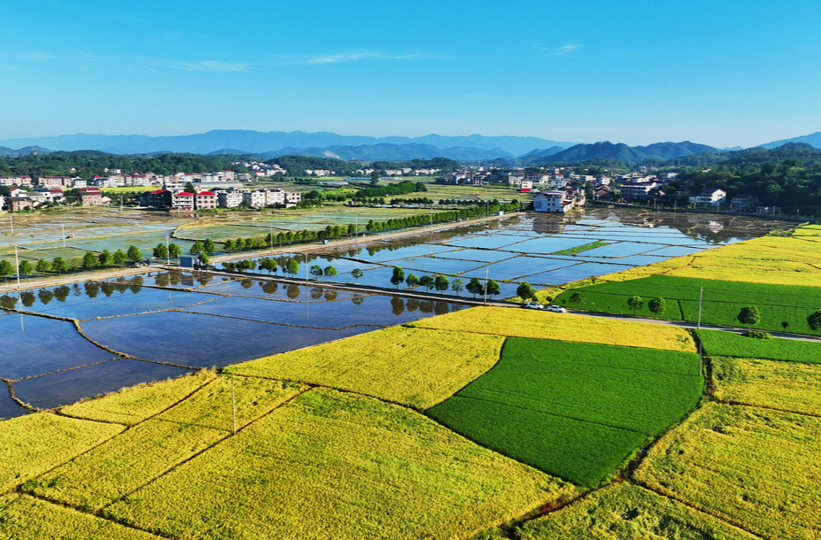 图片新闻 | 新邵：夏日乡村 “丰”景如画