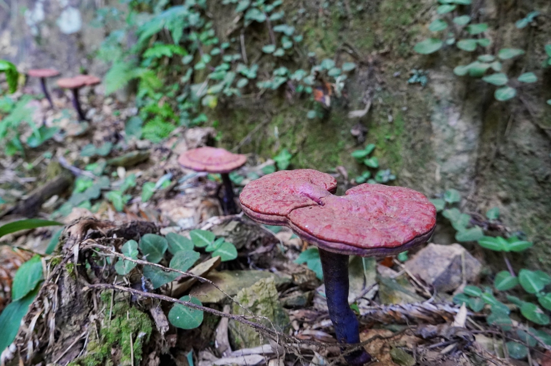 新邵：龙山灵芝获丰收