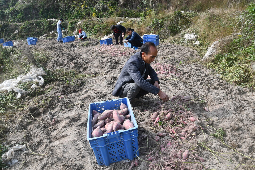 新邵县：60亩高山蜜薯获丰收