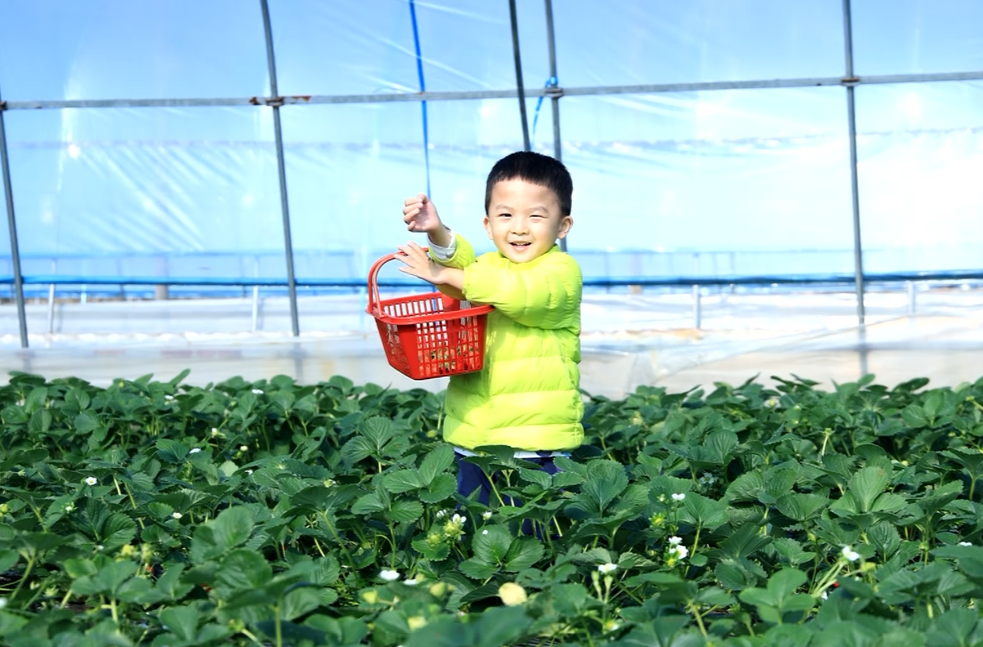 新邵：草莓采摘正当时 畅享“莓”好时光