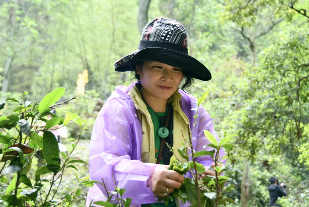 五百年贡茶荣耀  宝庆桂丁茶韵悠长