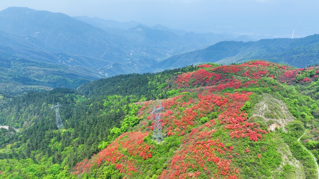 新邵龙山：千亩映山红燃作十里春潮