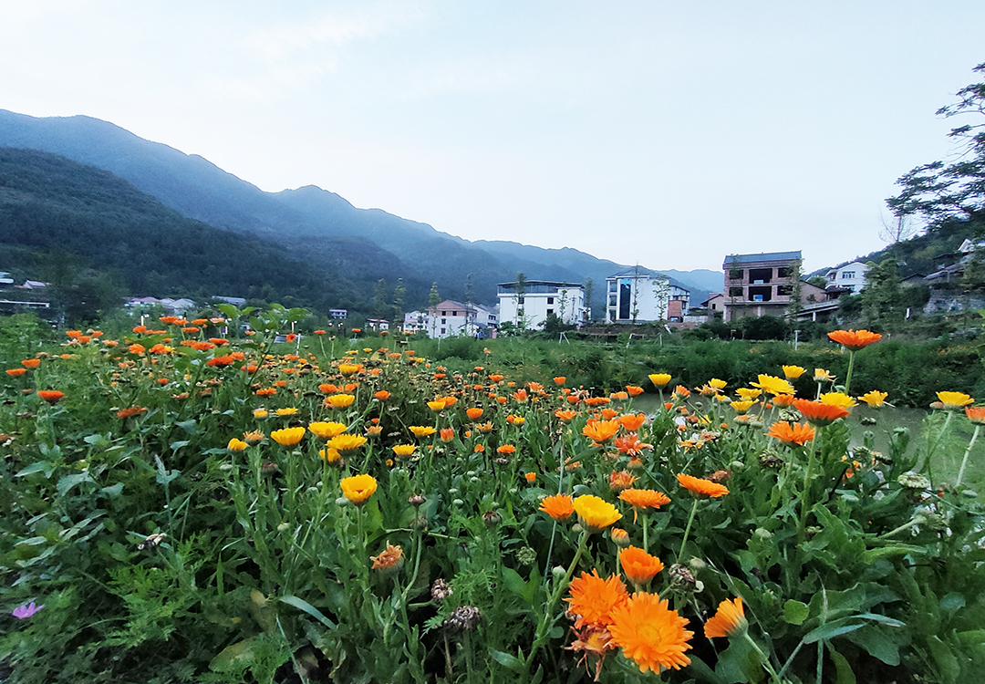 每周一景｜新邵白水洞景区金盏花盛开，摇碎一谷春光