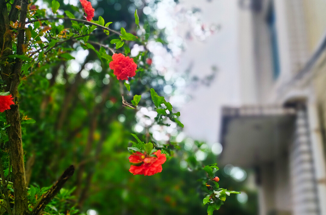 每周一景｜新邵：五月榴花开，一树胭脂烙