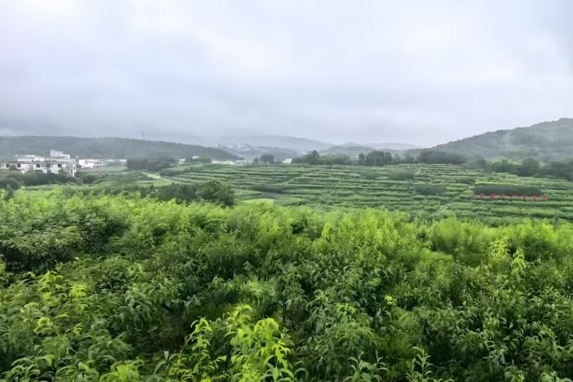 新邵：黃桃滿枝促民富