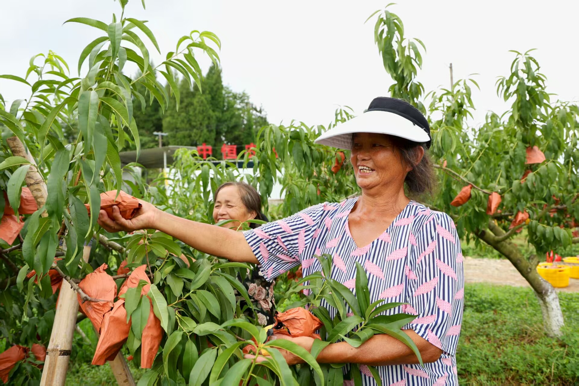 新邵:黃桃迎豐收 產(chǎn)業(yè)促振興
