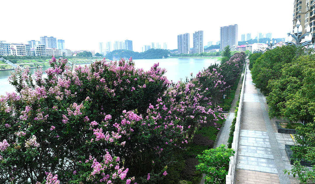 每周一景 │ 新邵：資江河畔紫薇盛放美如畫
