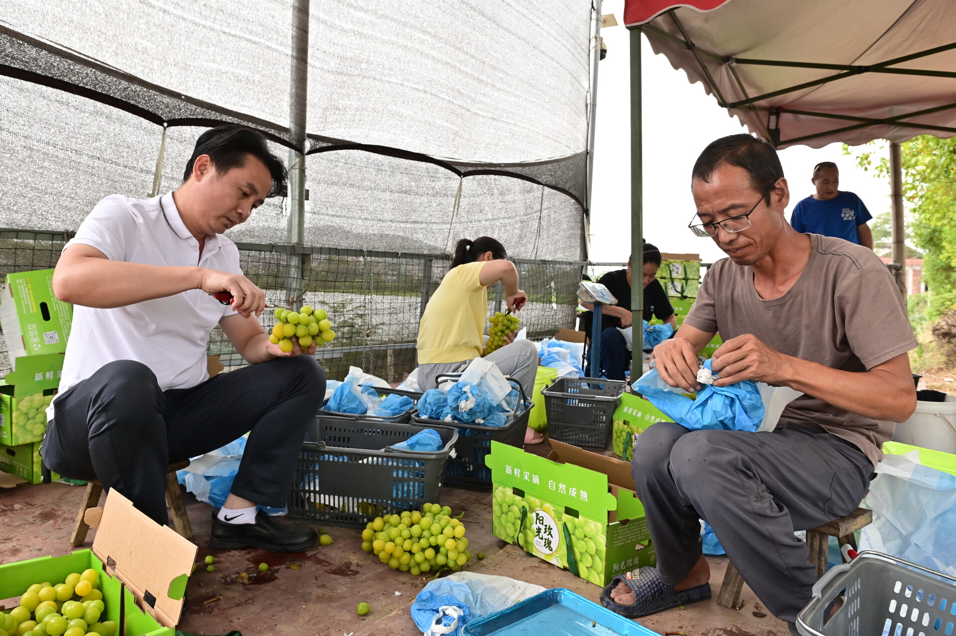 新邵新田鋪仟果生態(tài)園陽光玫瑰迎豐收?