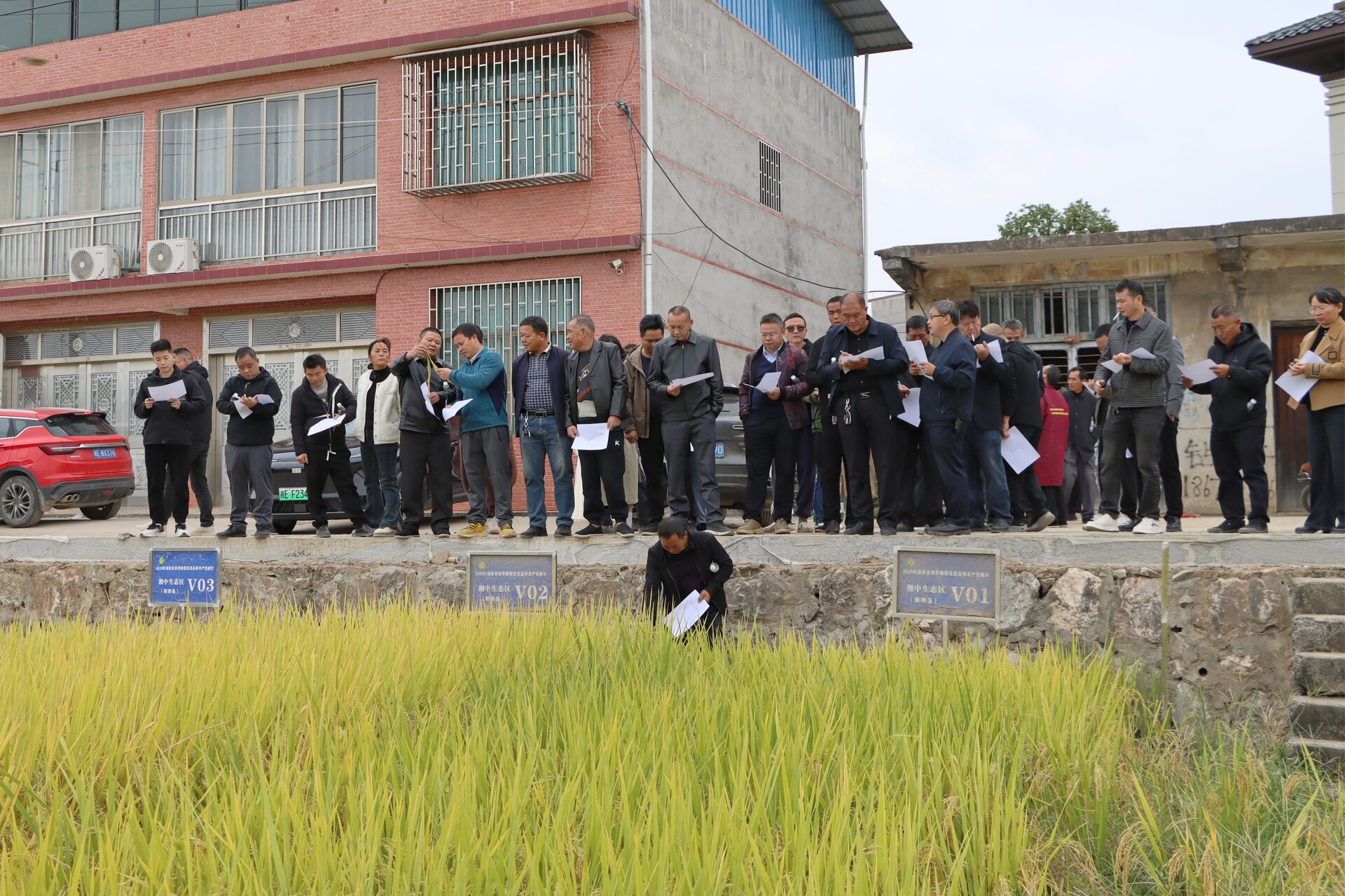 田间“选秀”定良种 新邵举办双季晚稻优质品种丰产性展示观摩活动