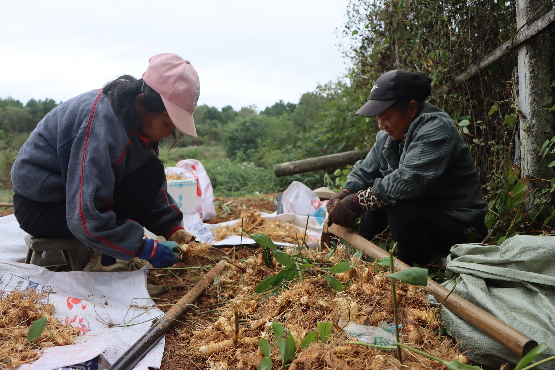 新邵：万亩玉竹喜获丰收 “金药方”开出致富良方