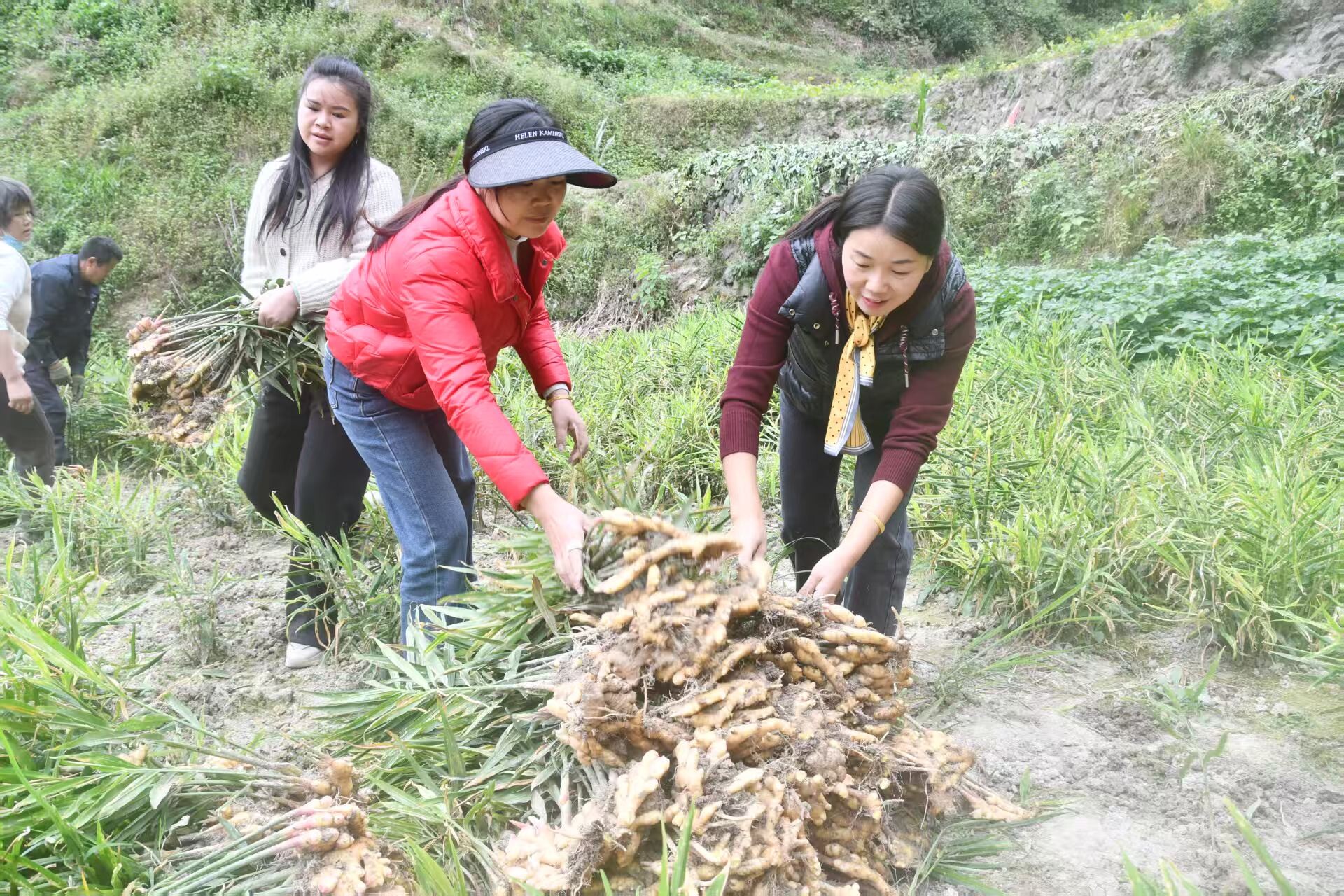 大新镇村民采收高山小黄姜