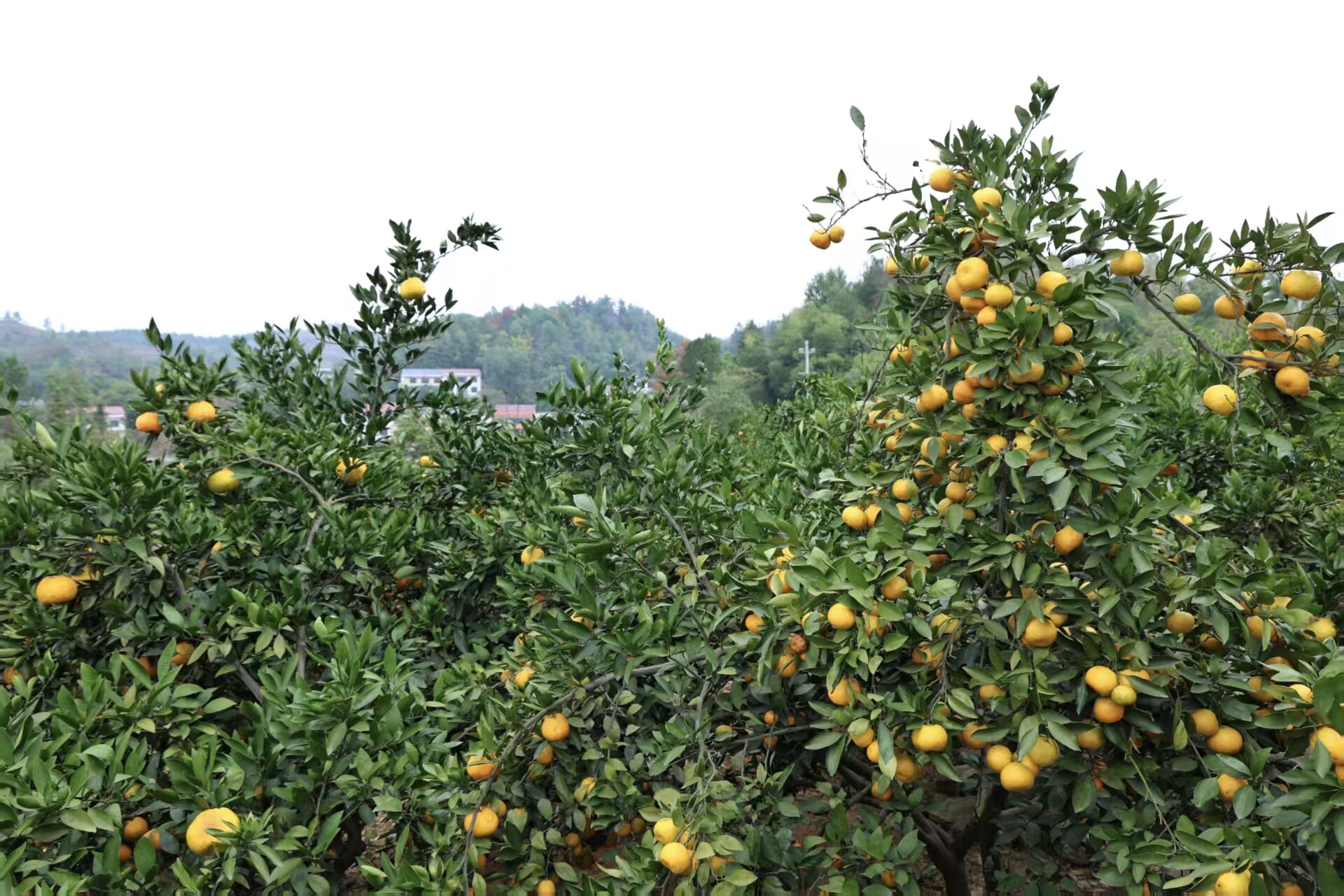 新邵石庙村：柑橘丰收产业旺 乡村振兴动力足