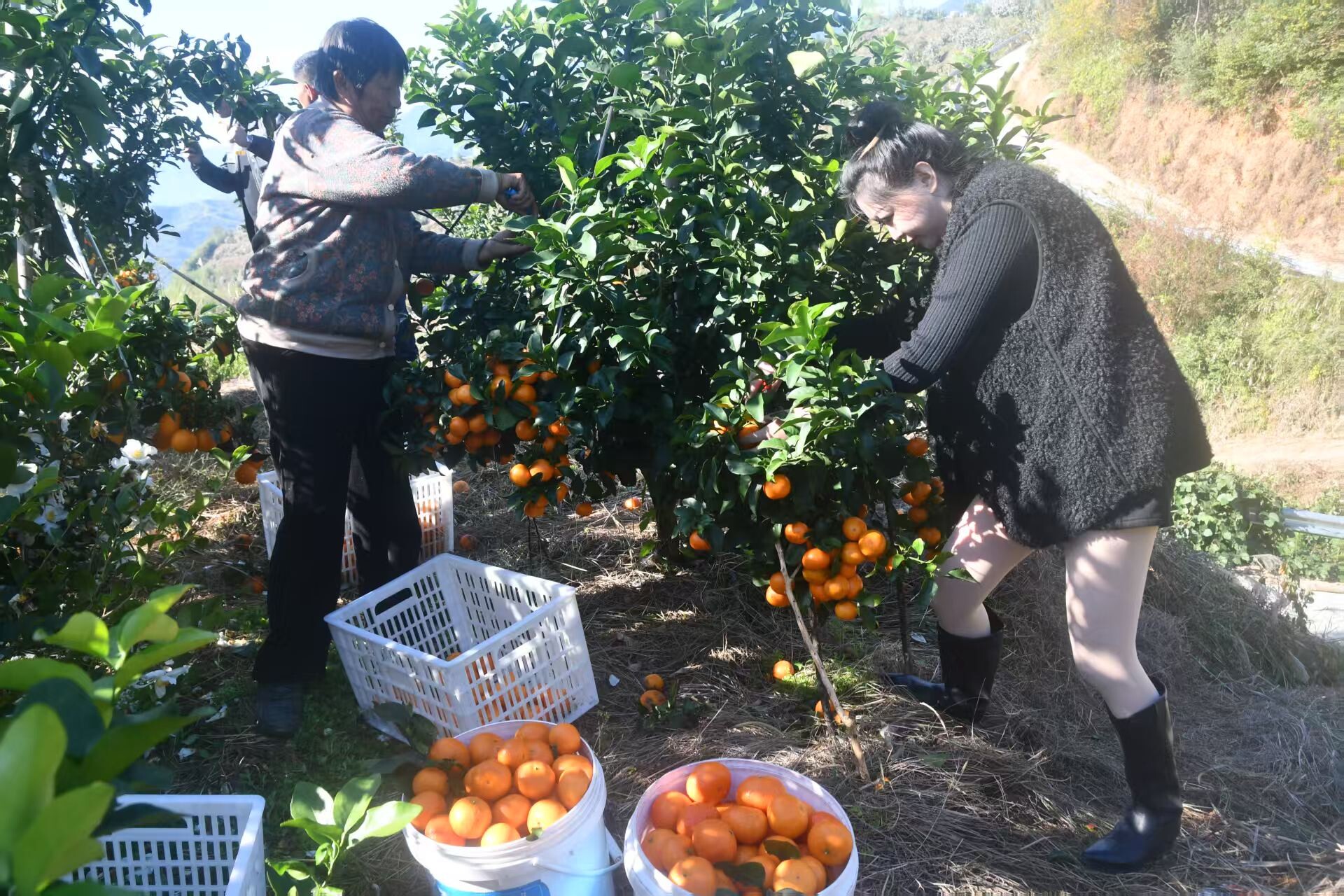 金秋沙糖桔迎丰收 “甜蜜产业”助农增收