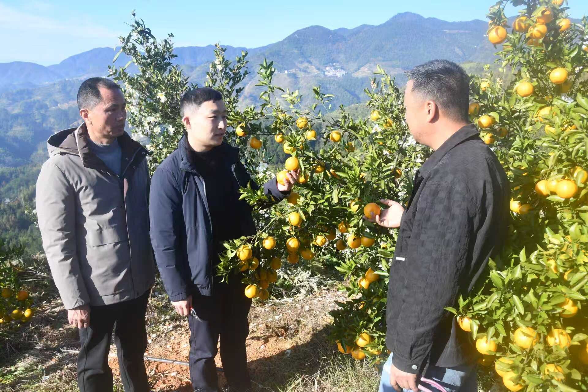 大新镇：代表履职显担当 “橙”心富民促振兴