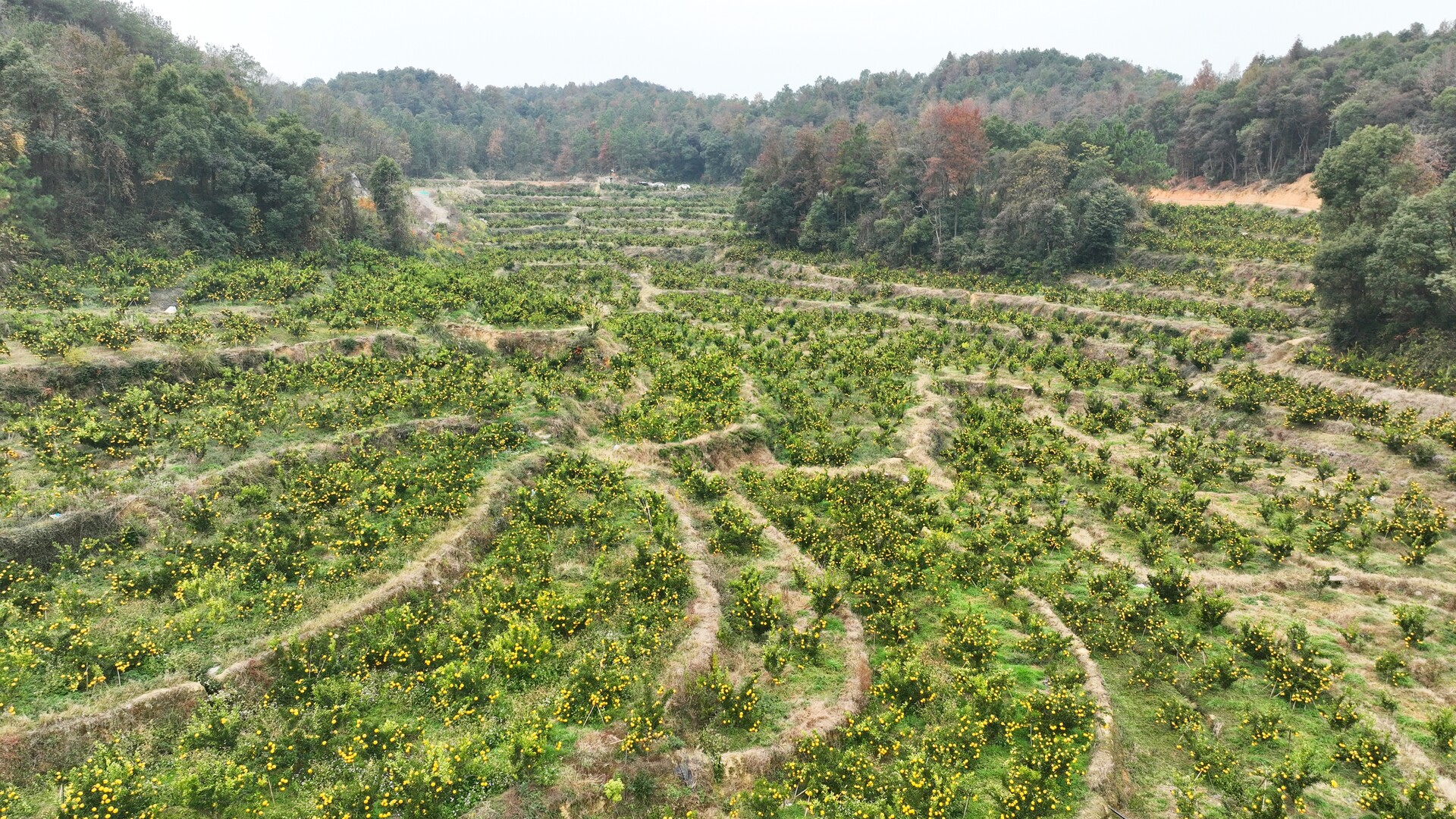金柚盈枝庆丰收 绿色匠心绘振兴——新邵庄山村黄金贡柚正式开园采摘