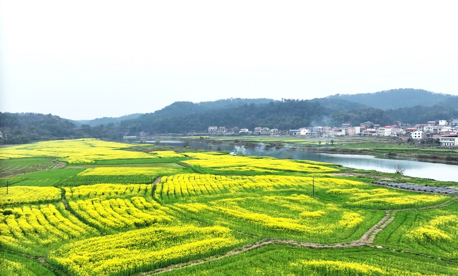 春染新邵千畴绿 油菜花开万里金