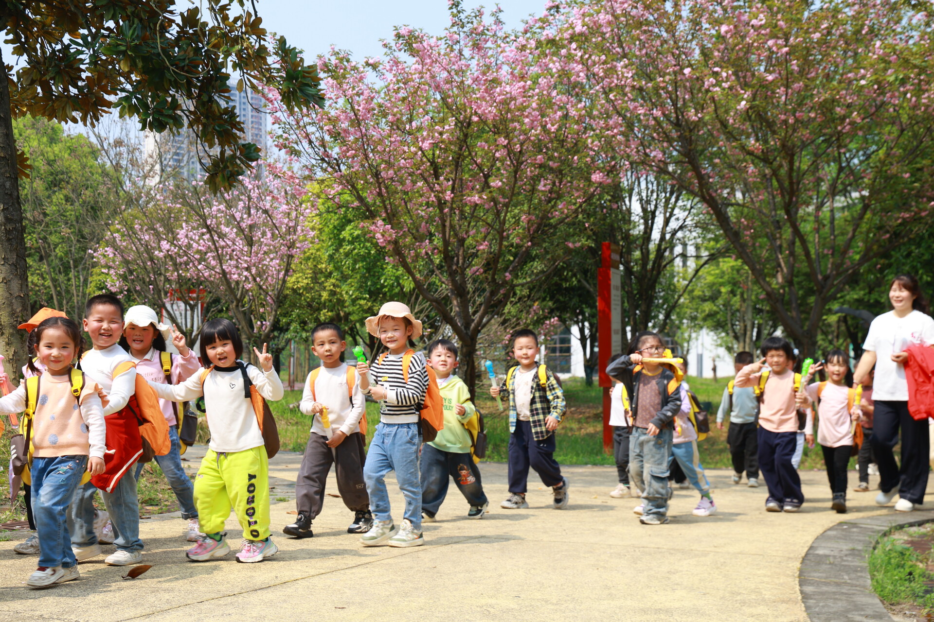 新邵：樱花绽放春意浓 踏春赏花正当时