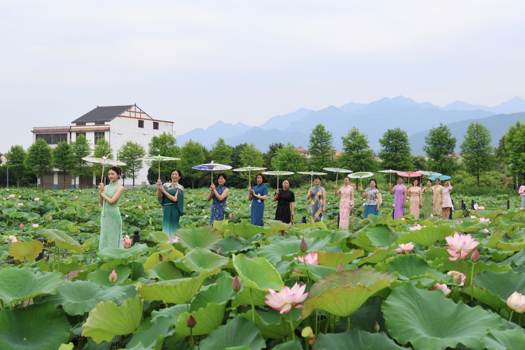 新邵：荷花盛放 美在当“夏”